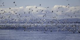 Gaviotas y otras aves que vuelan sobre el mar, Puget Sound, Washington, EE.UU. - foto de stock