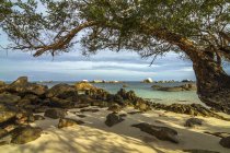 Индонезия, остров Белитунг, живописный вид на дерево на пляже — стоковое фото
