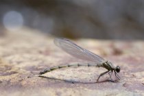 Closeup of baby dragonfly against blurred background — Stock Photo