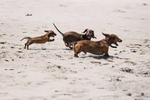 Three dachshund dogs playing on the beach, funny picture concept — Stock Photo