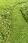 Ampio sentiero verde curvo in prateria preservare — Foto stock