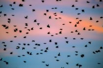Flock of Grackles flying in pink sky at sunset — Stock Photo