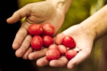 Cropped image of female hands holding plums — Stock Photo