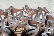Крупный план стада пеликанов, стоящих рядом с морем — стоковое фото