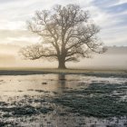 Scenic view of lonely tree growing on marshland — Stock Photo