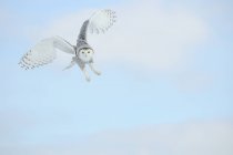 Gufo selvatico che vola nel cielo blu chiaro — Foto stock