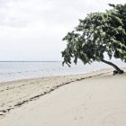 Arbre vert sur une plage de sable avec eau calme — Photo de stock