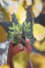 Mulher segurando ramo de abeto na frente do rosto ao ar livre — Fotografia de Stock