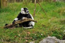Preto e branco Ruffed Lemur segurando um pau — Fotografia de Stock