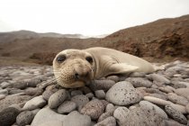 Guadalupe Island, cute elephant seal at wild nature — Stock Photo