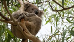 Koala oso sentado en rama de árbol - foto de stock