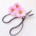 Ножиці з трьома свіжими рожевими квітами на білому тлі — стокове фото
