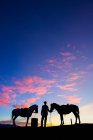 Silhouette di uomo in piedi con due cavalli al tramonto — Foto stock