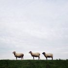 Três ovelhas em pé em fila na grama verde contra o céu nublado — Fotografia de Stock
