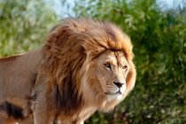 Lion with beautiful mane looking away at wild nature — Stock Photo