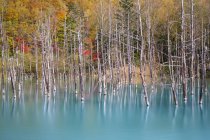 Scenic view of dead trees in blue lake, Hokkaido, Japan — Stock Photo