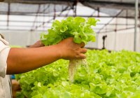 Manos humanas sosteniendo lechuga fresca recogida en granja hortícola hidropónica orgánica - foto de stock