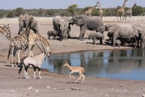 Elefanten mit Giraffen und Oryx trinken am Wasserloch, Namibia — Stockfoto