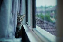 Beautiful tabby cat sitting behind curtain and looking at camera — Stock Photo