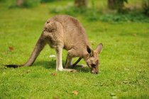 Милий маленький кенгуру їсть траву на зеленому лузі — стокове фото