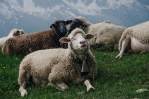 Vista de ovejas lindas en el pasto con montañas en el fondo - foto de stock