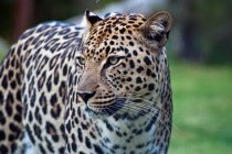Primo piano Ritratto di bellissimo leopardo selvatico, Sud Africa, Limpopo, Comune del Distretto di Mopani, Comune locale di Maruleng — Foto stock