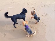 Tres lindos perros jugando en la playa - foto de stock