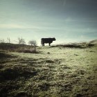 Vista lateral de vaca negra en el pasto - foto de stock