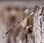 Close-up of dragonfly sitting on grey bark — Stock Photo