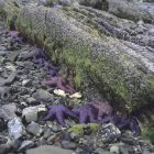 Nahaufnahme lila Seesterne, die am Strand auf Felsen liegen — Stockfoto