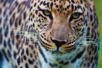 Primer plano Retrato de un hermoso leopardo salvaje en Sudáfrica, Mpumalanga - foto de stock