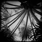 С низким углом обзора пальм в монохромном — стоковое фото