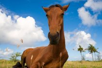 Кінь, відпочиваючи на трав'янистих області поблизу пляжу в Gros острівець, Сент-Люсія — стокове фото