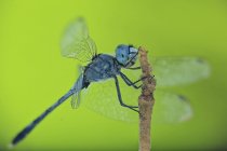 Dragonfly perched on a twig against green background — Stock Photo