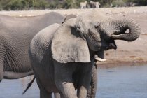 Retrato de um elefante bebendo em um buraco de rega, Namíbia — Fotografia de Stock