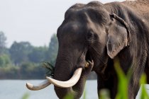 Закри Азіатський слон їдять рослин — стокове фото