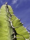 Pianta succulenta verde spinoso primo piano — Foto stock