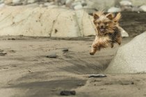 Красивый Йоркширский терьер бегает по песчаному пляжу — стоковое фото