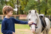 Entzückender kleiner Junge streichelt ein süßes weißes Pferd — Stockfoto
