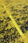 Vue surélevée des feuilles d'automne sur la route — Photo de stock