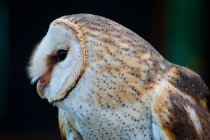 Close-up of Barn Owl, black background — Stock Photo