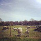 Francia, Rouen, Calvados, Lisieux, Courtonne-la-Meurdrac, Corderos pastando en la granja - foto de stock