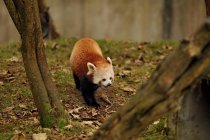 Carino Panda rosso che cammina su erba coperta di foglie — Foto stock