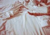 Image recadrée de queue de chat endormie sur le lit — Photo de stock