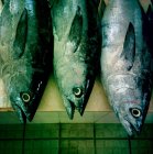 Close-up of three fish ready to preparing — Stock Photo
