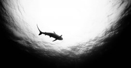 Монохромне зображення рифової акули, що плаває під водою — стокове фото