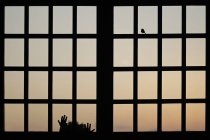 Силуэт заднего вида маленькой девочки, смотрящей в окно на птицу — стоковое фото
