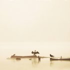 Aves en el lago en la niebla de la mañana, Kralingse Plas, Rotterdam, Holanda - foto de stock