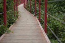 Suspension bridge above a canopy of trees — Stock Photo