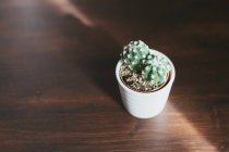 Cactus plant in a plant pot on wooden table in sunlight — Stock Photo